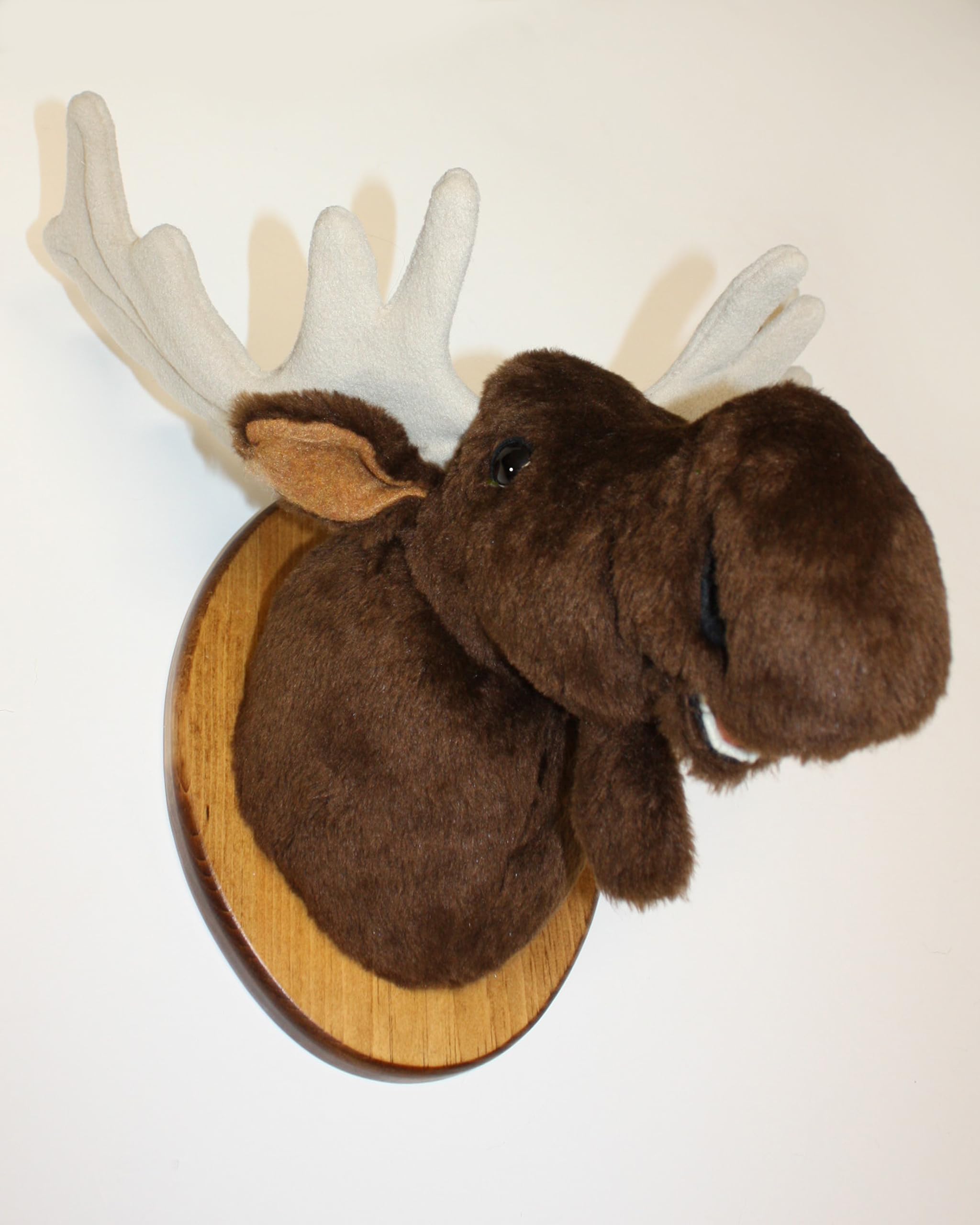 Adjustable antler width up to 14 inches on moose wall mount Shorty
