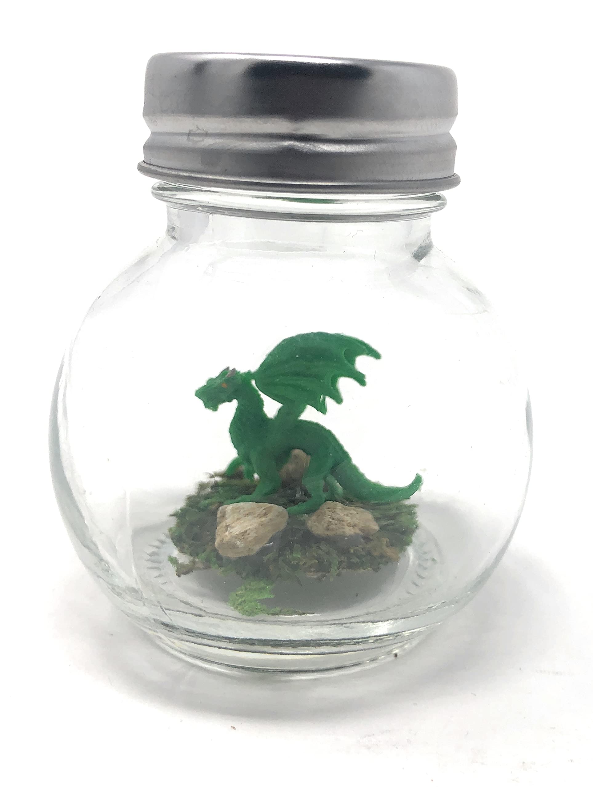 Fish Belli forest dragon tiny pet on display