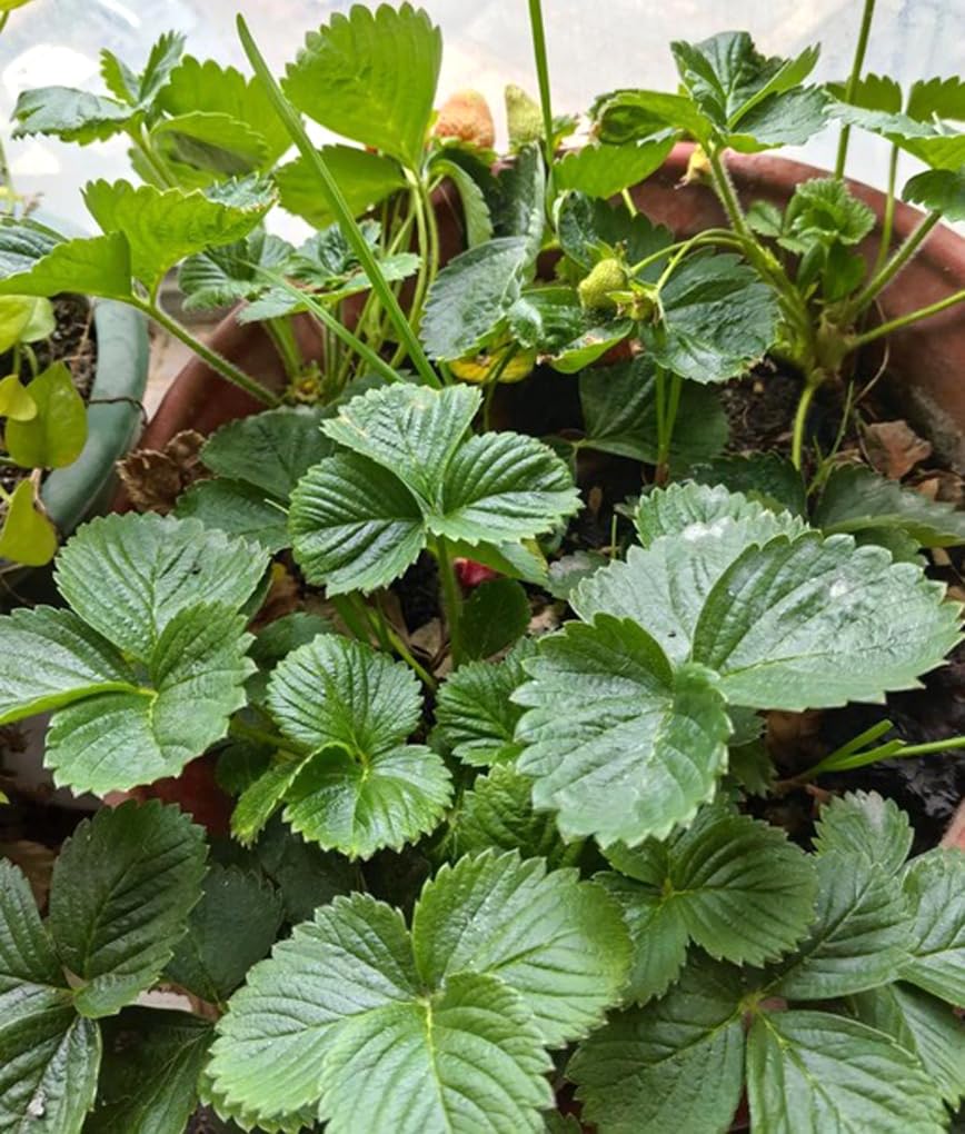 Germination can take 2-6 weeks for strawberry seeds