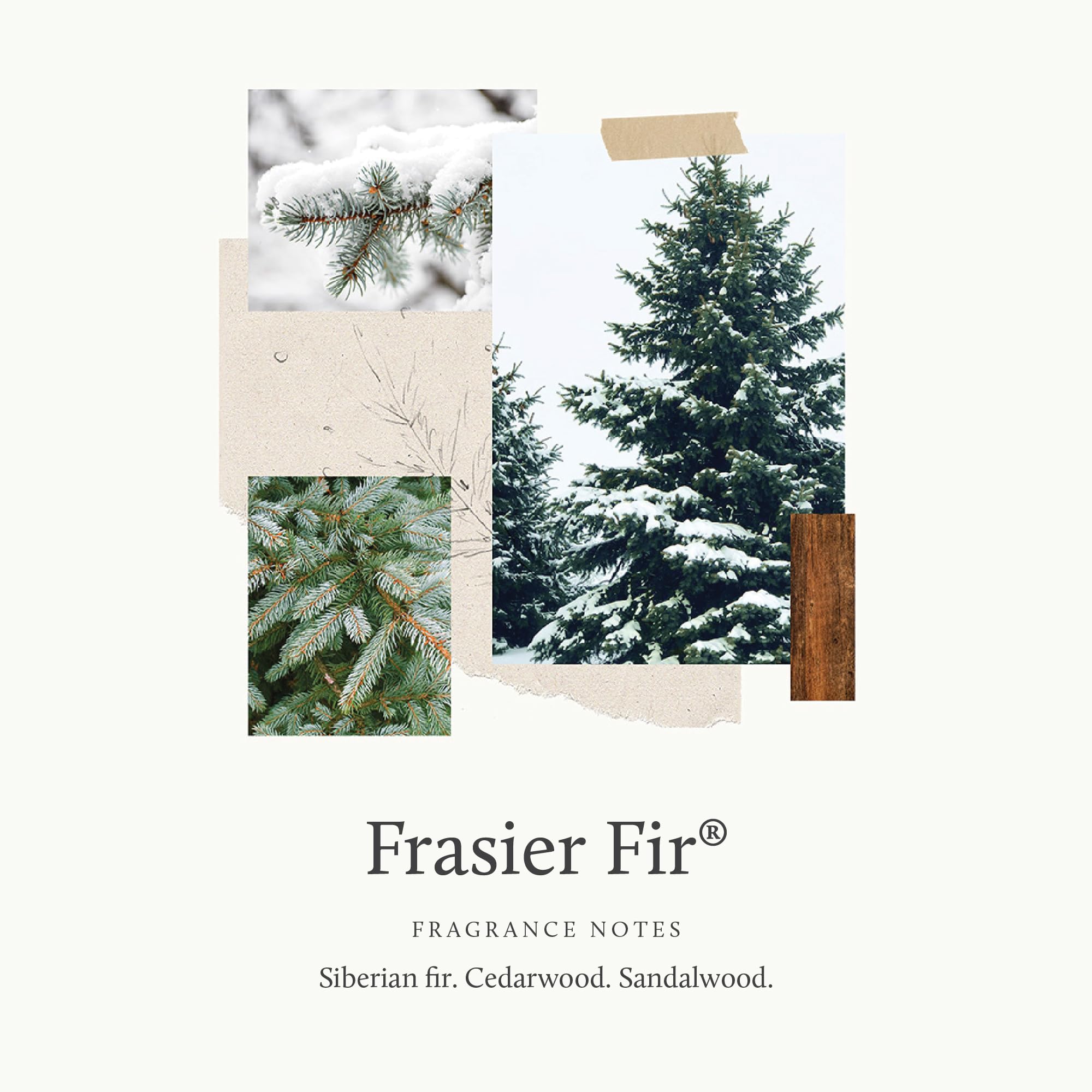 frasier fir scent with fir needles cedarwood