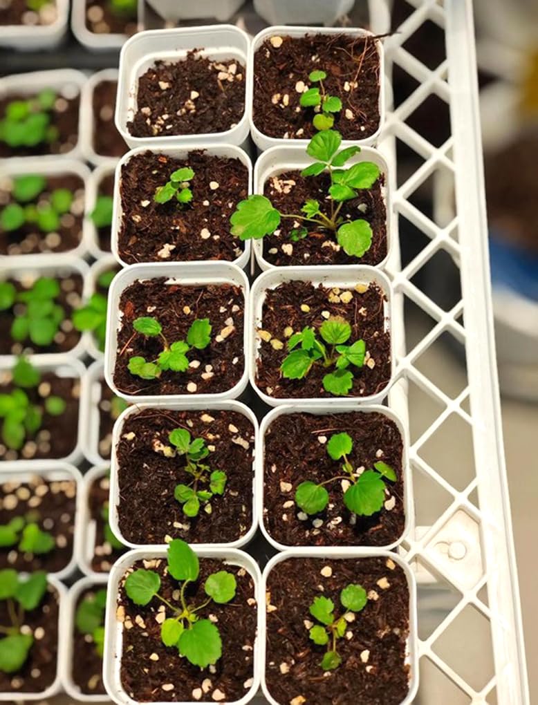 Cold stratification process for strawberry seeds after frost