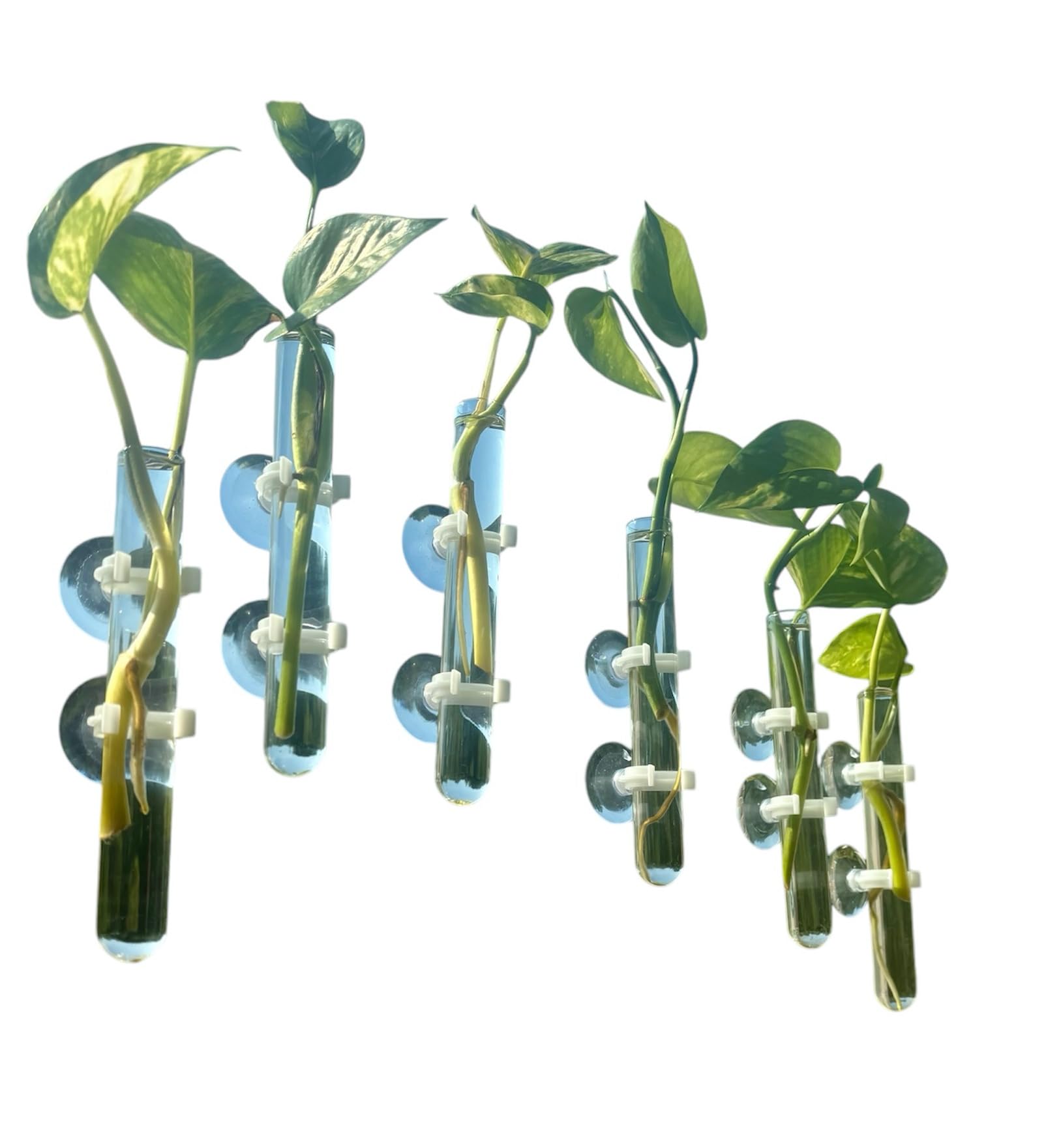 7 glass test tube vases with two suction cups each
