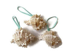 Glittered pink murex seashell ornament with turquoise ribbon