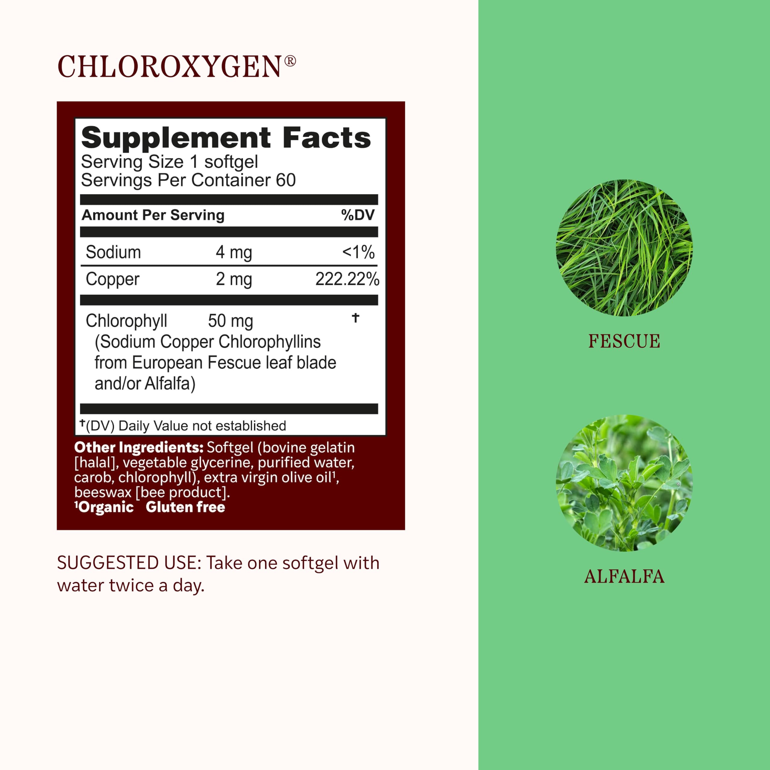 Gluten-free non-GMO alcohol-free chlorophyll capsules