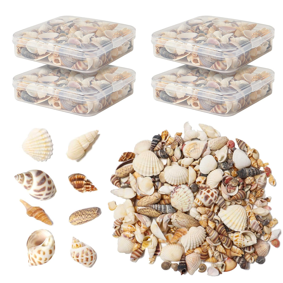 HAPYSHOOP Seashells for Crafts mixed shells in protective box