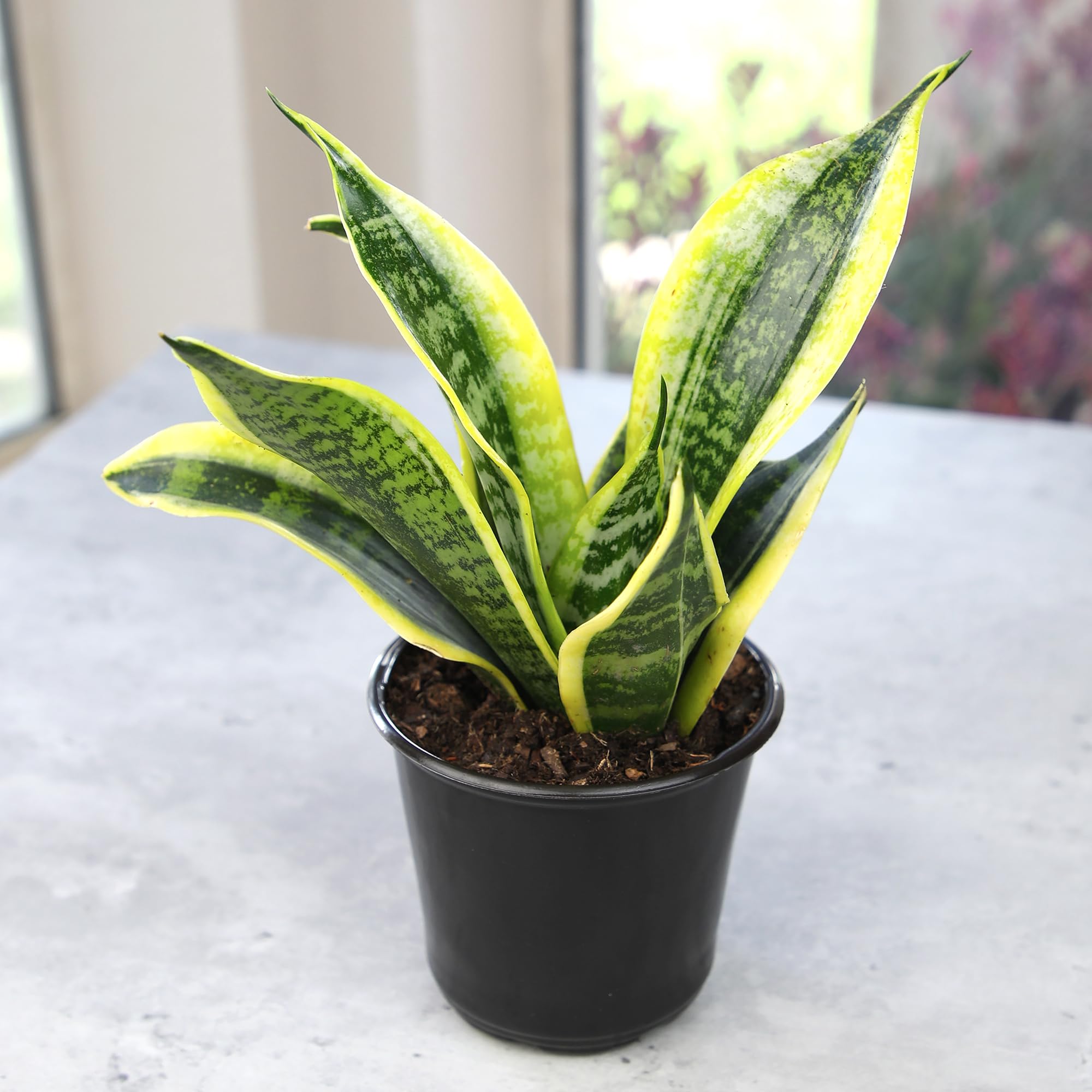 Real plant delivery in 4.25 in grower pot