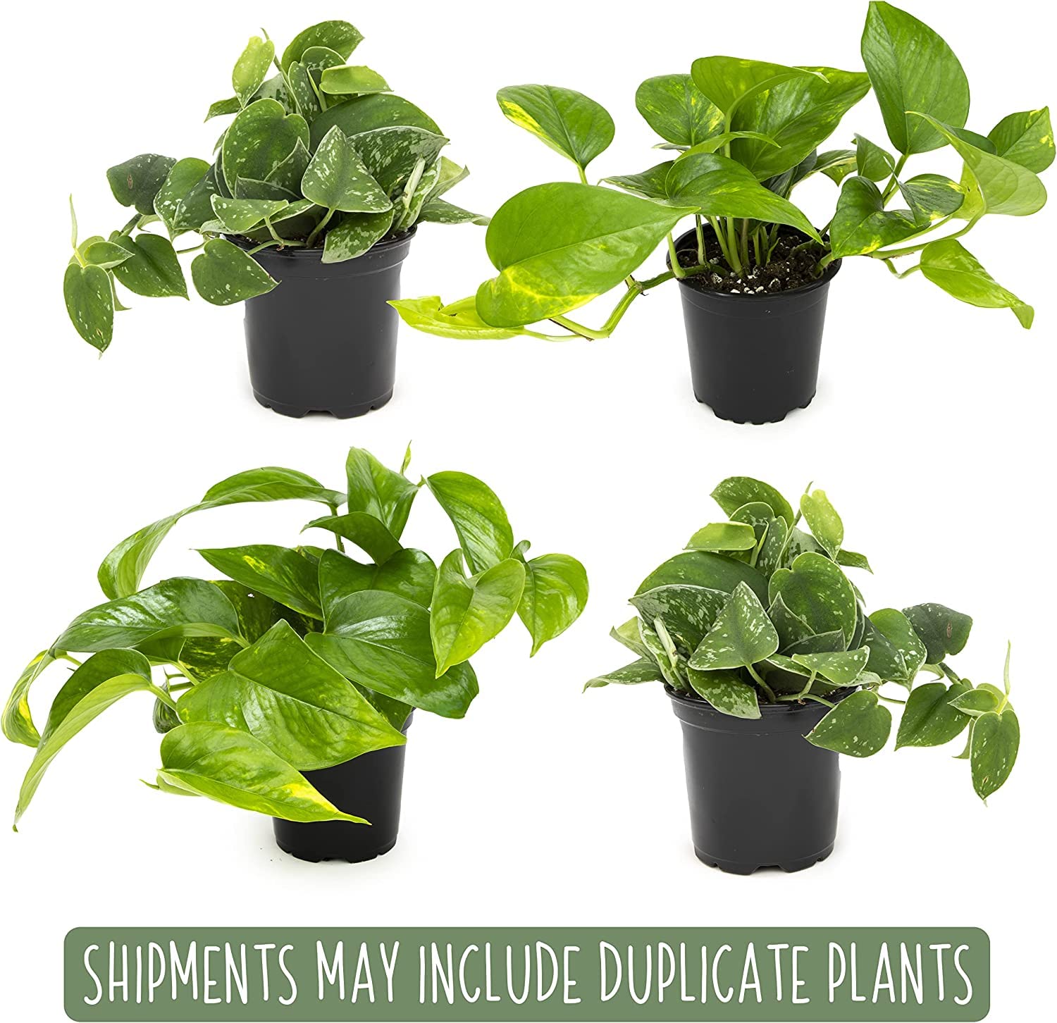 Hawaiian pothos indoor variety