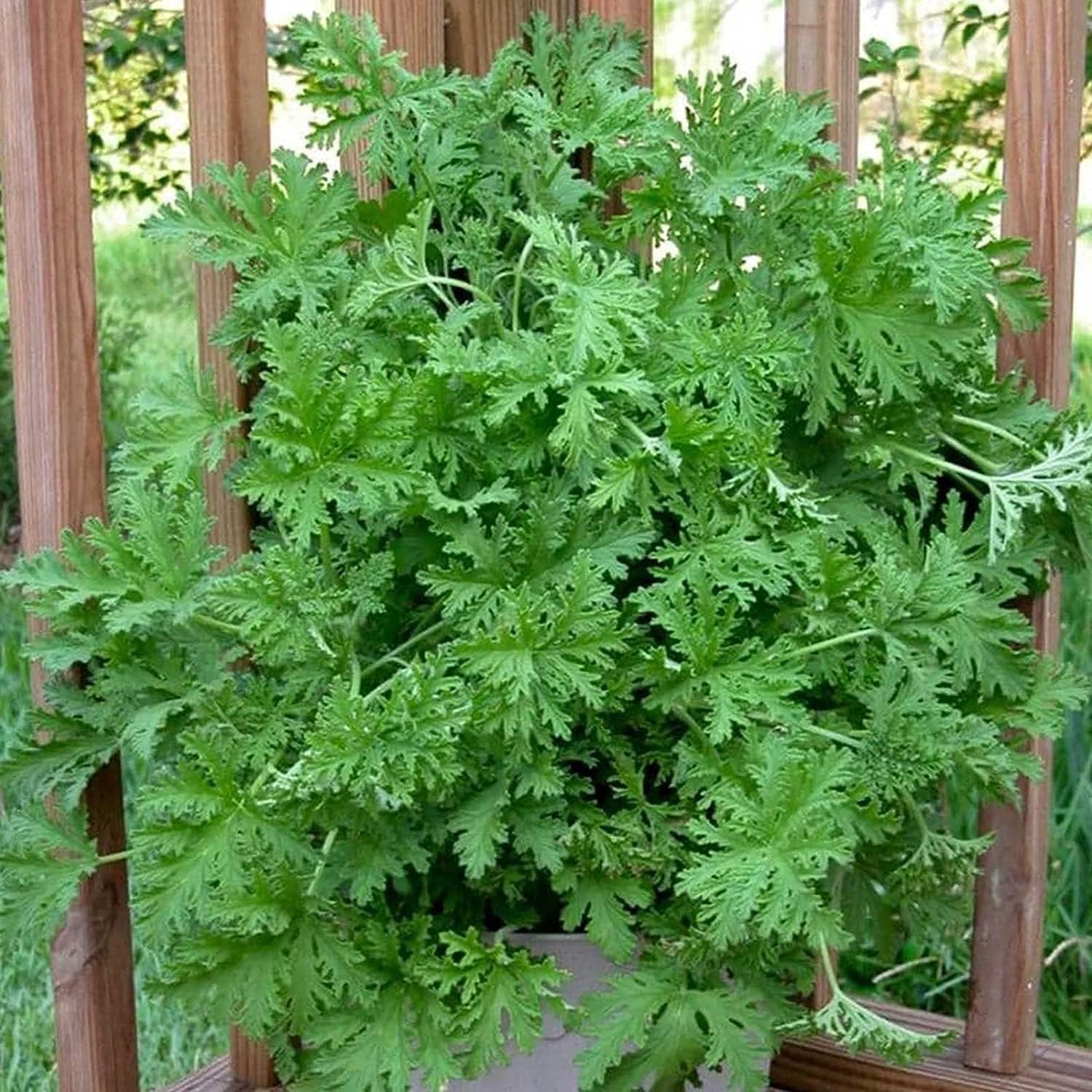 Heirloom garden perennial citronella seeds for planting