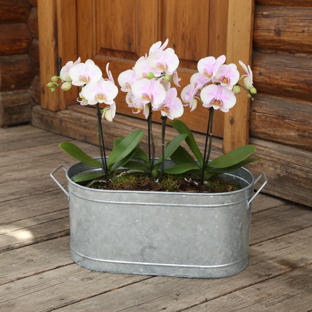 Hosley fireplace decor oval tub display image