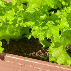 Lettuce seeds Iceberg variety from 20,000+ Lettuce Seeds collection