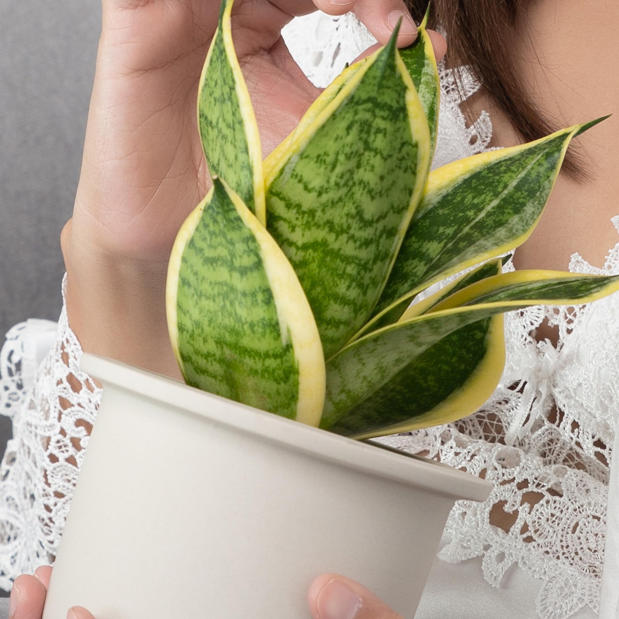 Compact upright snake plant with variegated edges
