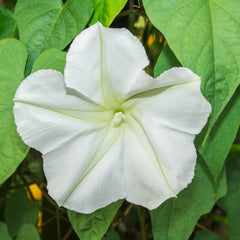 Ipomoea alba moonflower seeds label with plant name