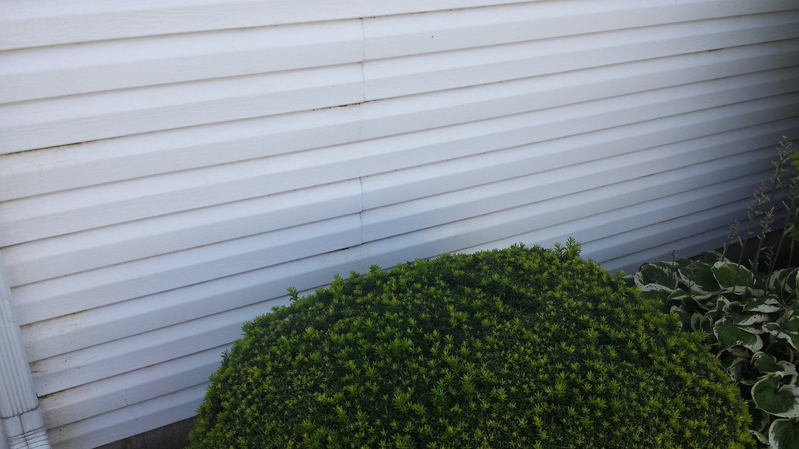 Outdoor rust stain removal with Iron OUT powder