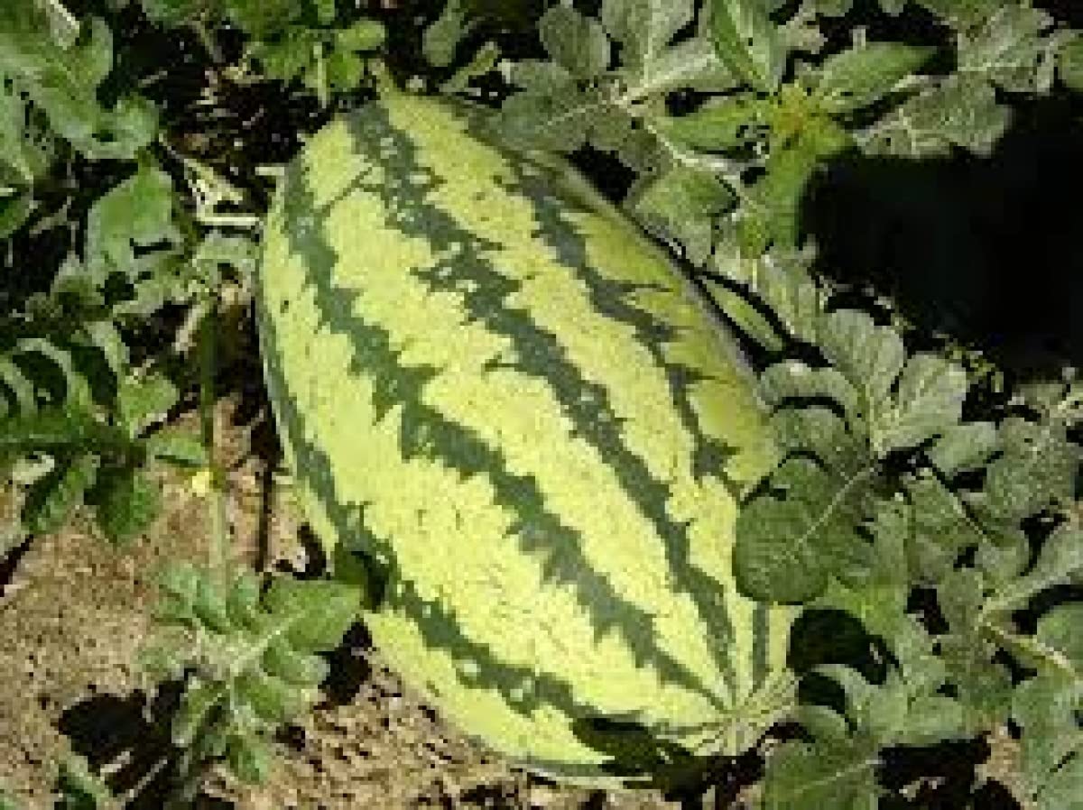Jubilee Watermelon seeds 100 count bulk heirloom non GMO