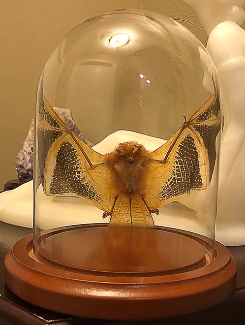 Kerivoula picta preserved bat inside clear glass dome