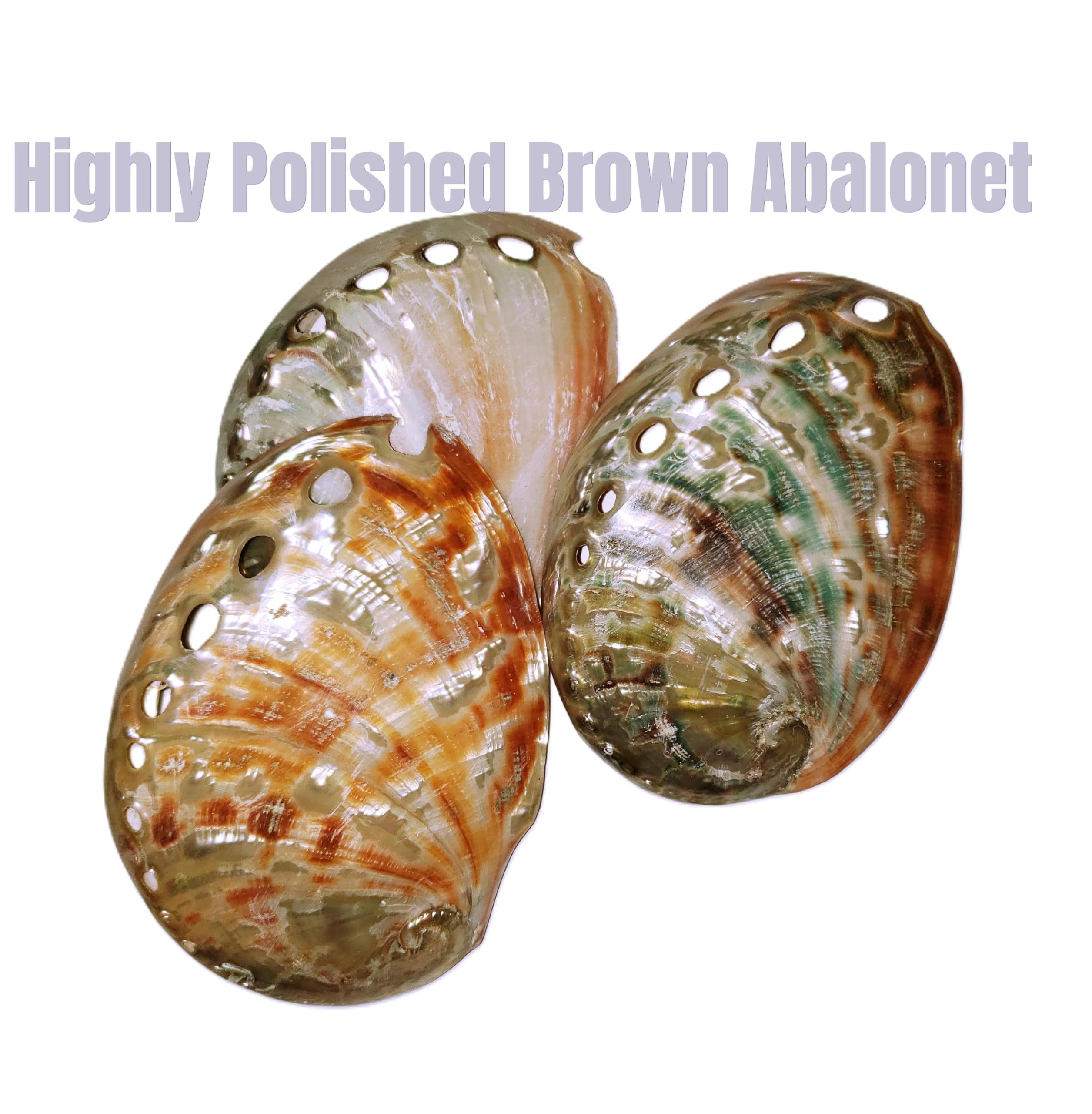Large white scallops embellish sea shell wreath
