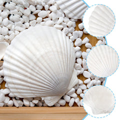natural scallop shells 4-5 inch size for DIY painting