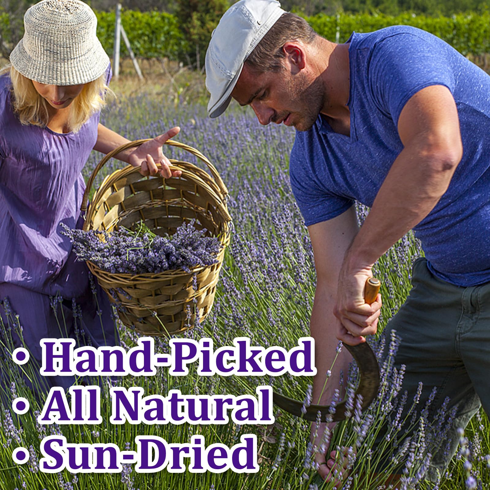 food grade lavender sprigs sealed in tin