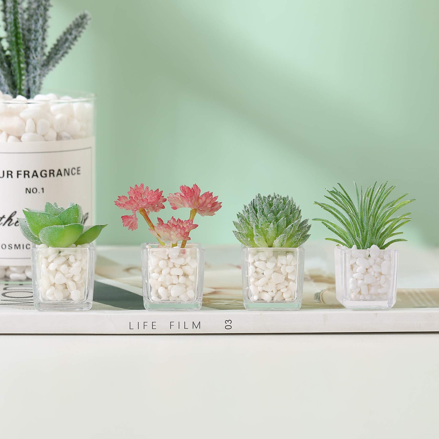 Lifelike succulent cactus and flower magnets