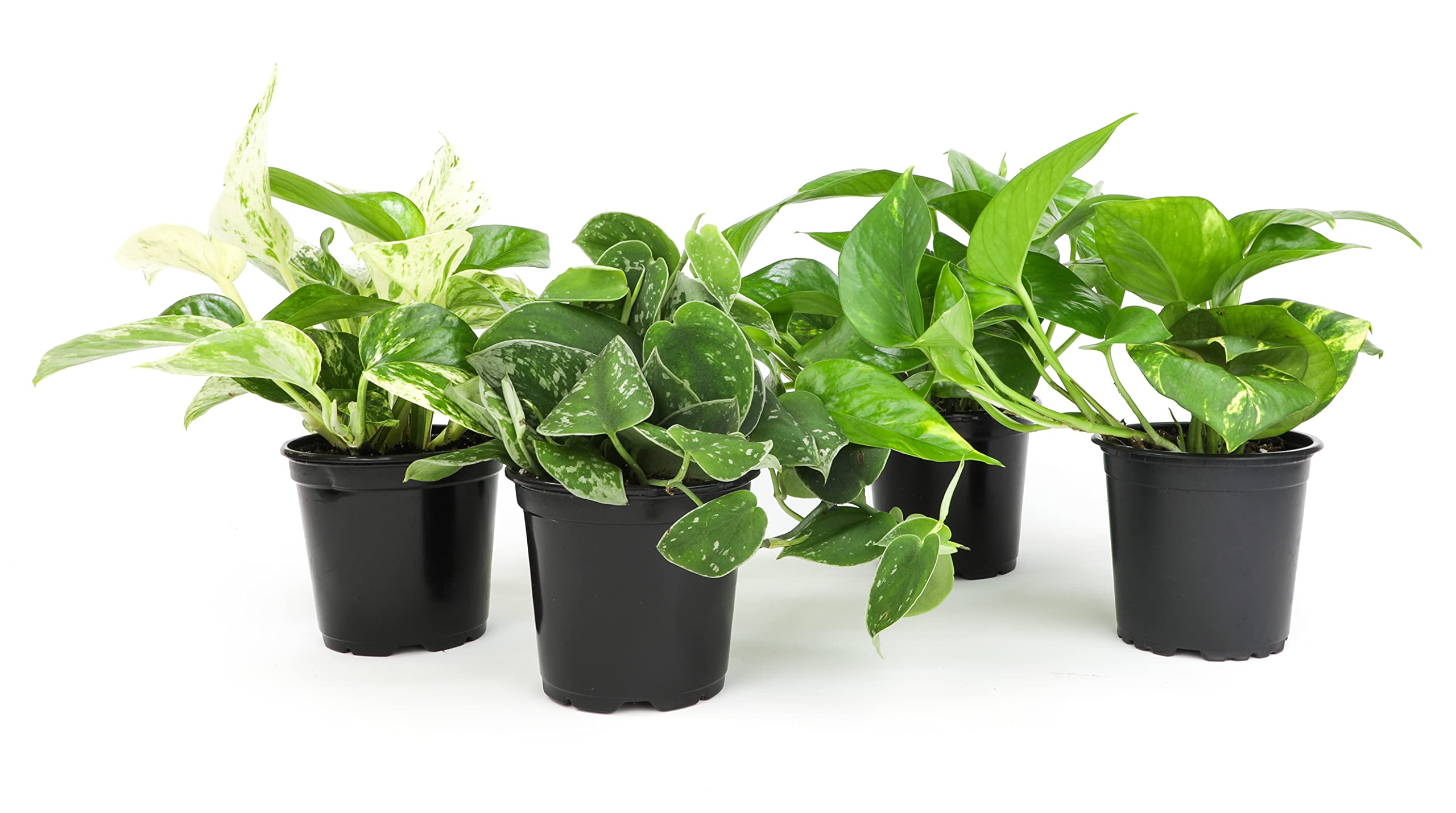 Live Pothos Plants four pack in 4 inch pots