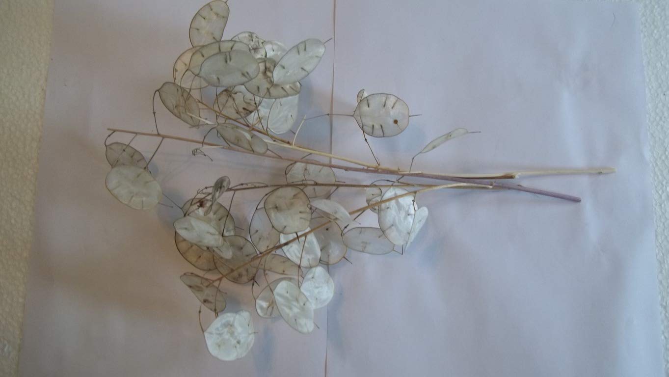 Oregon grown Lunaria stems pack of five stems