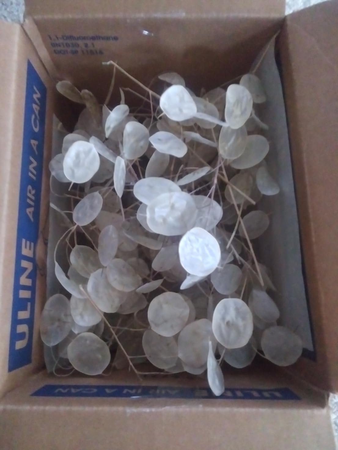 Lunaria sprigs with disc shaped silicles suitable for arrangements