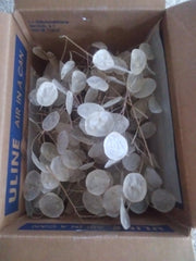 Lunaria sprigs with disc shaped silicles suitable for arrangements