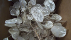 Dried Lunaria stems 4 to 6 inches disc shaped silicles