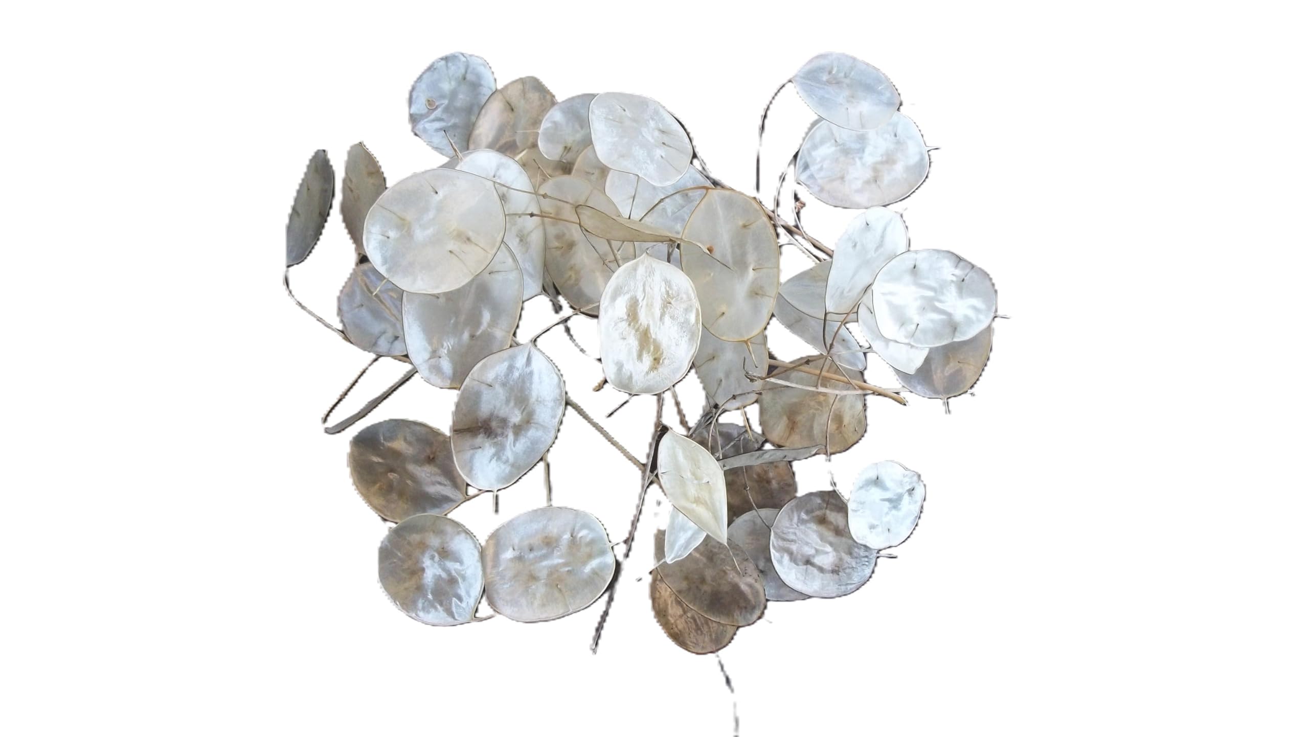 Bulk 20 Lunaria stems 4-6 in for crafts in Oregon