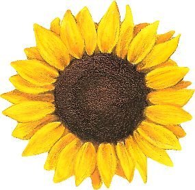 magnet sunflower yellow realistic 5 inch on metal surface