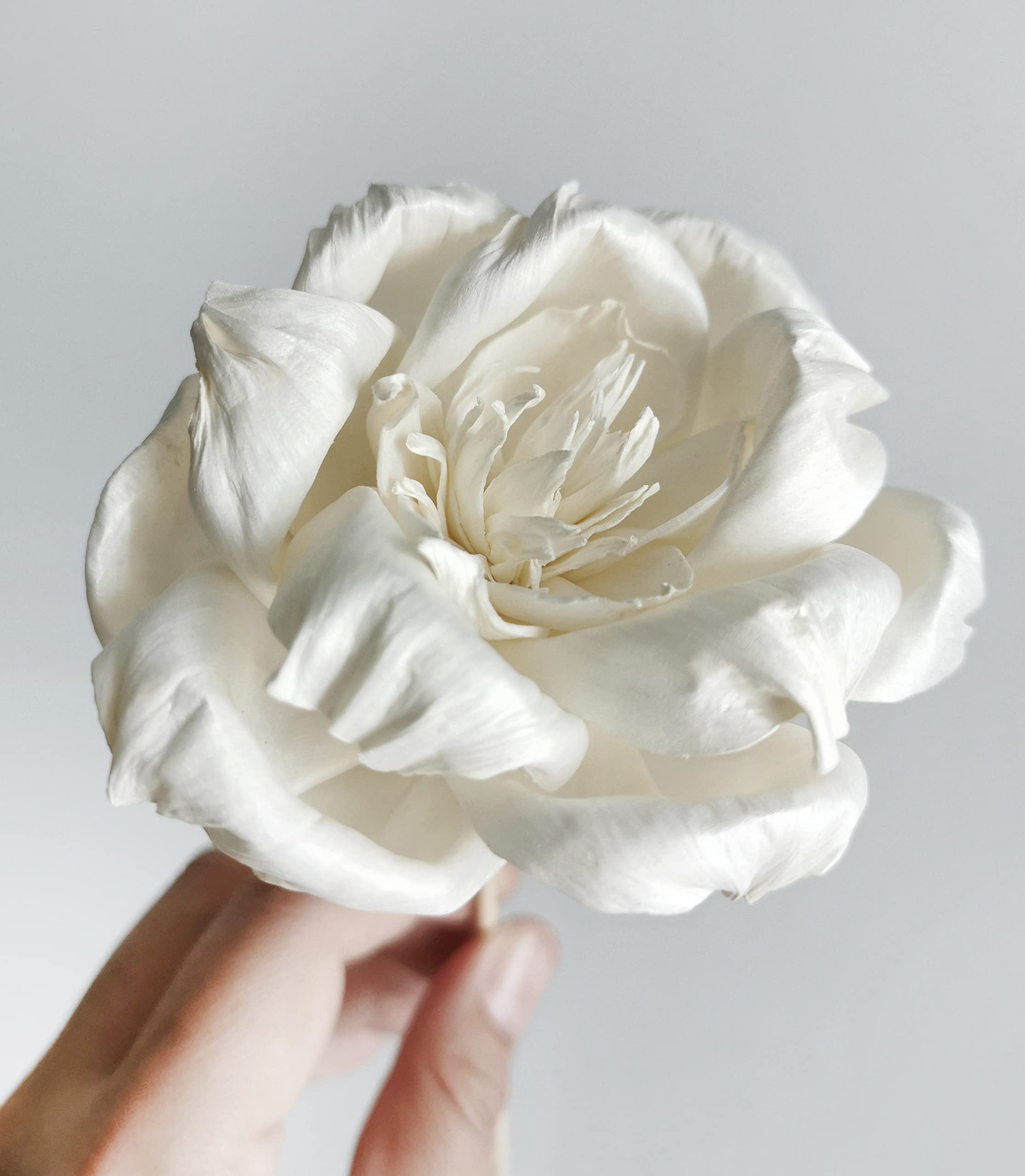 Magnolia Gardenia Sola Flower 3 inch size