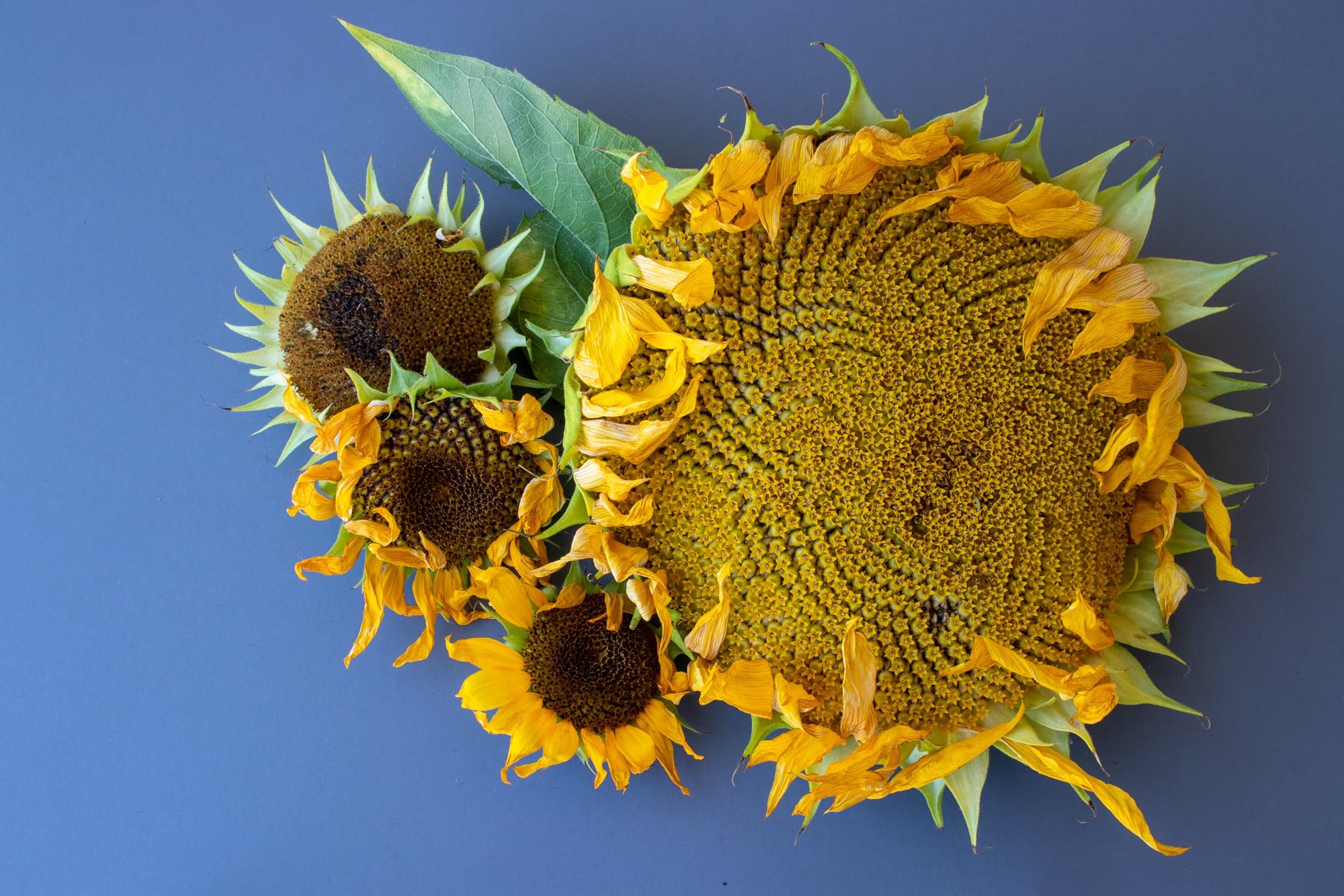 mammoth grey stripe sunflowers reach 9-12 feet tall