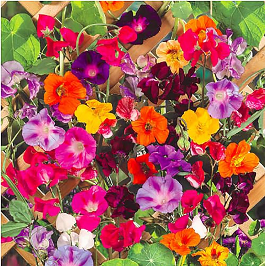 Marde Ross & Company climbing vines seeds colorful mixture product photo
