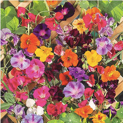 Marde Ross & Company climbing vines seeds colorful mixture product photo