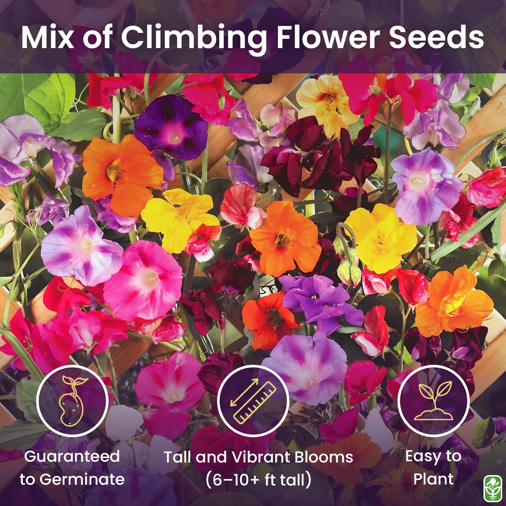 Climbing vines seeds colorful mixture by Marde Ross & Company close up