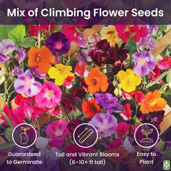 Climbing vines seeds colorful mixture by Marde Ross & Company close up