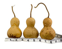 Gourds vary in shape and color for unique crafts