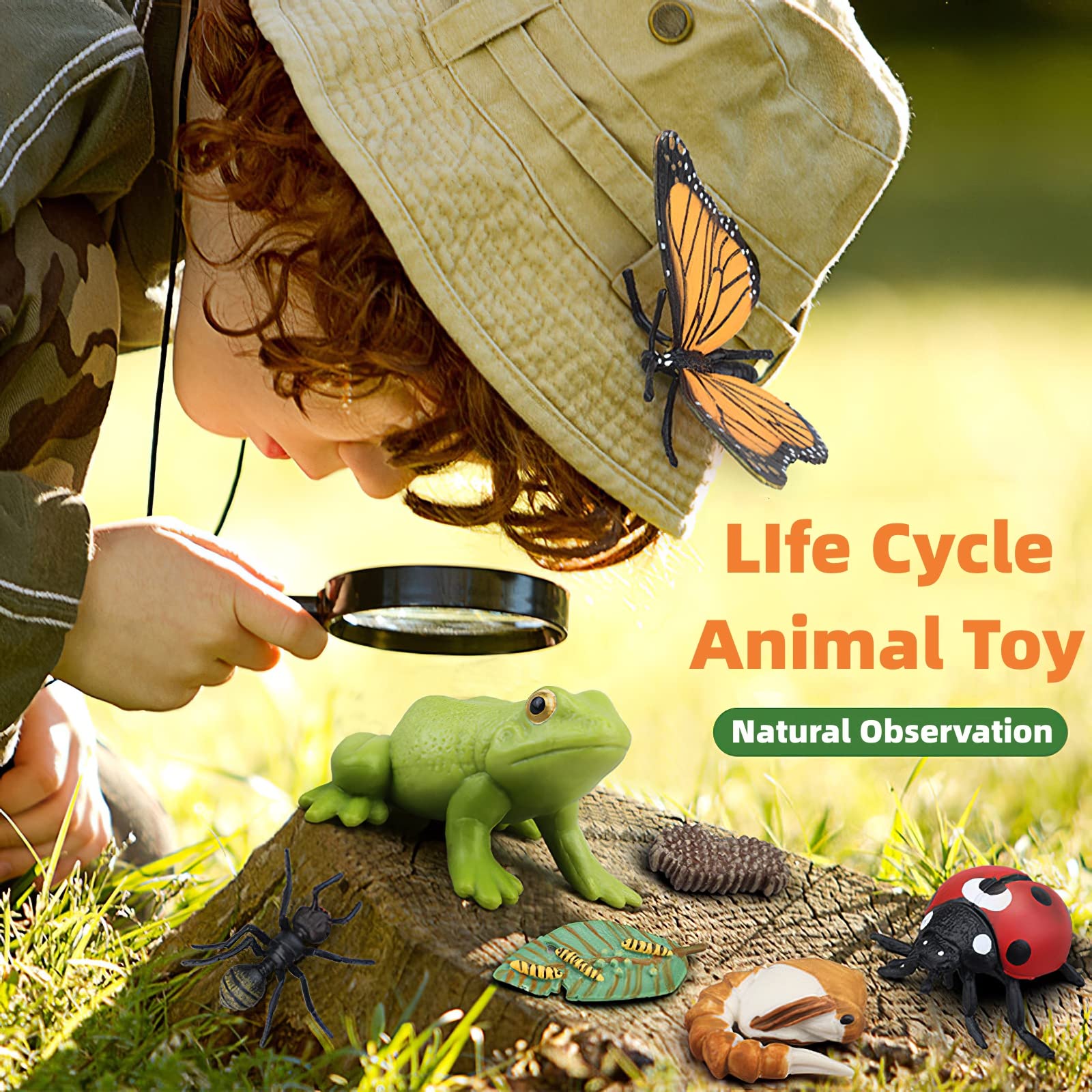 Life cycle figures pack suitable for classroom