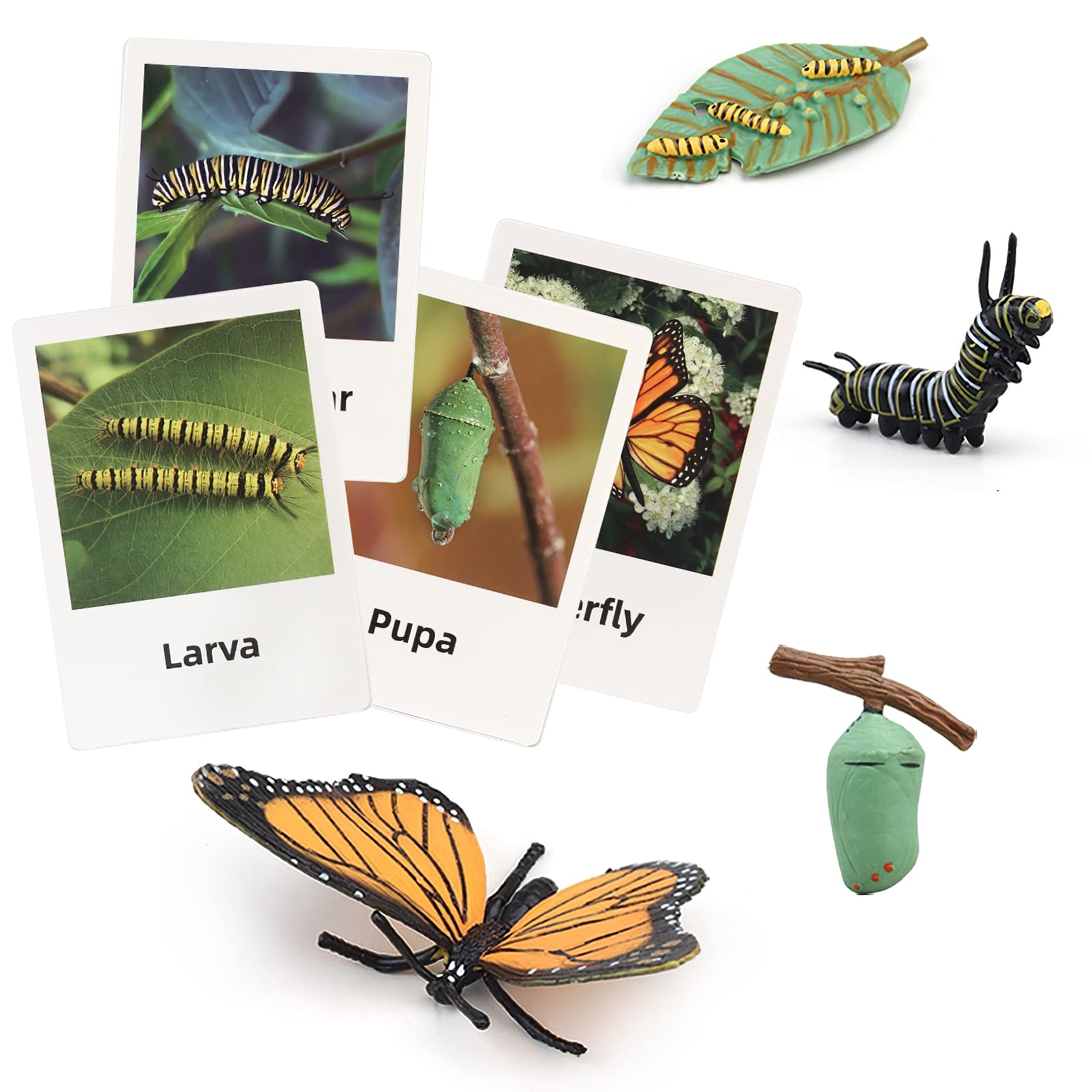 MIKNEKE Montessori life cycle animal figures with flash cards
