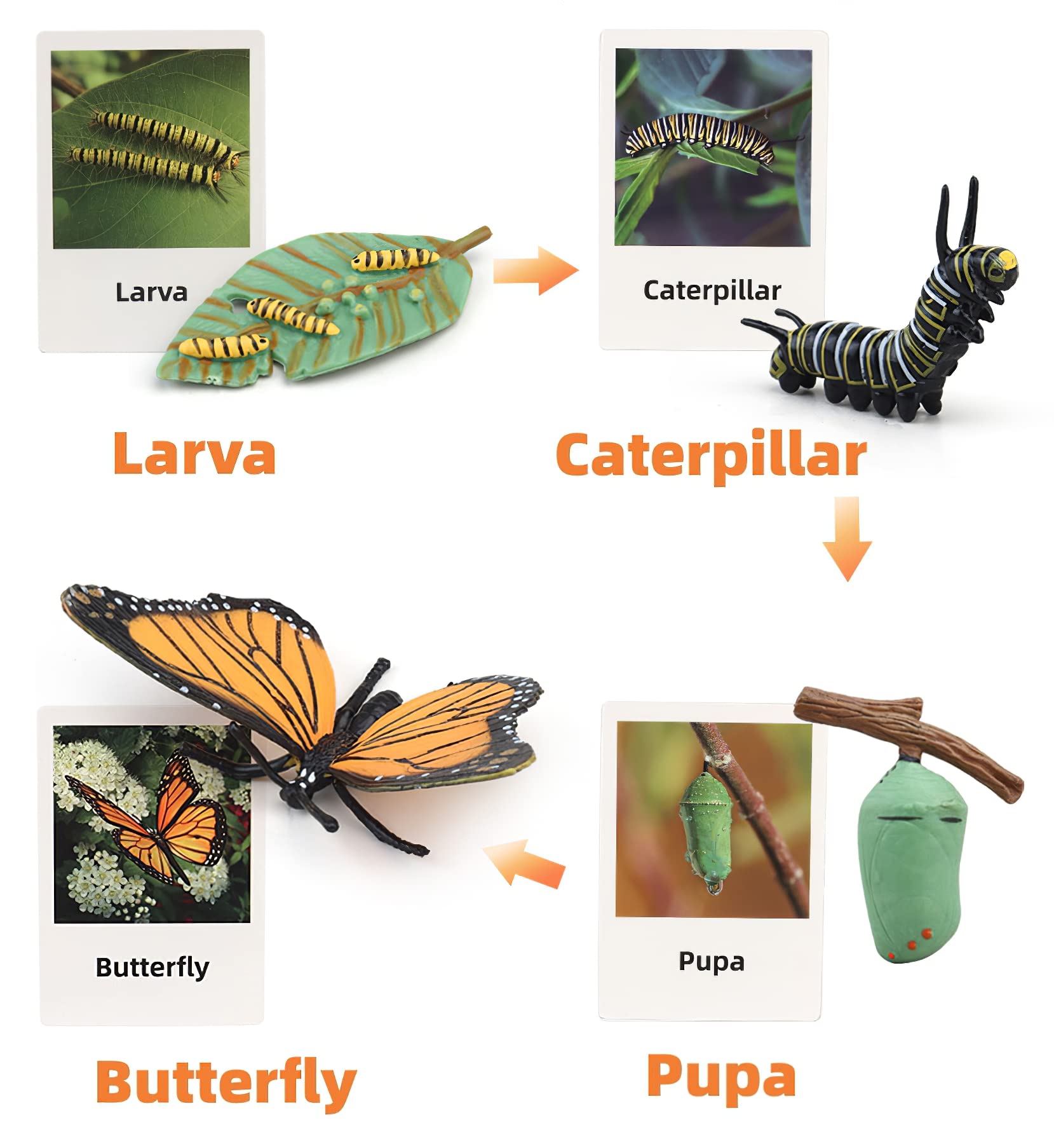 Plastic butterfly life cycle sets for kids