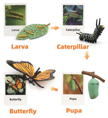Plastic butterfly life cycle sets for kids