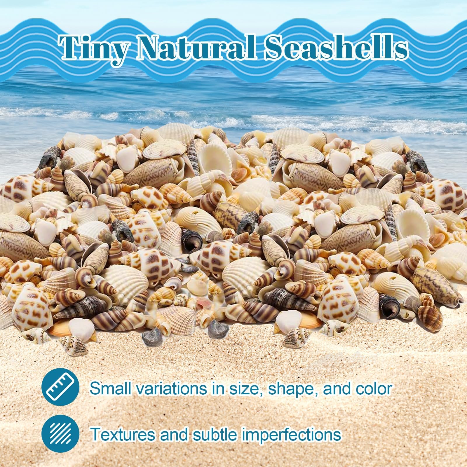 Seashells used as vase fillers and wall decor