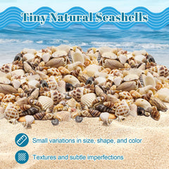 Seashells used as vase fillers and wall decor