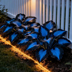 Mixrug Hosta Seeds 300plus mixed hosta seeds for shade gardens
