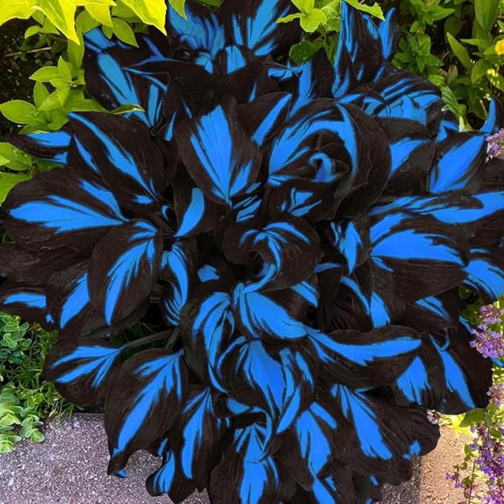 USDA zones 3-9 suitability for Mixrug Hosta Seeds