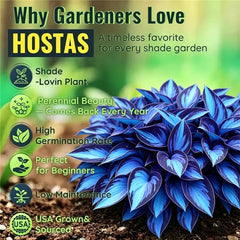 Giant and dwarf hosta size range for layered garden designs