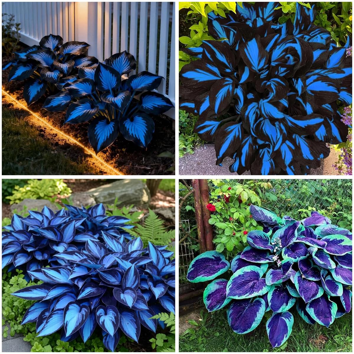 Variegated and unique leaf hosta varieties in Mixrug collection