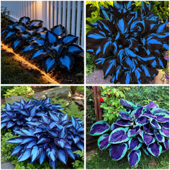 Variegated and unique leaf hosta varieties in Mixrug collection