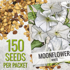 Moonflower seeds 1 ounce bulk pack label with sowing guidance