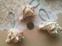 Natural pink murex seashell ornament with pink interior